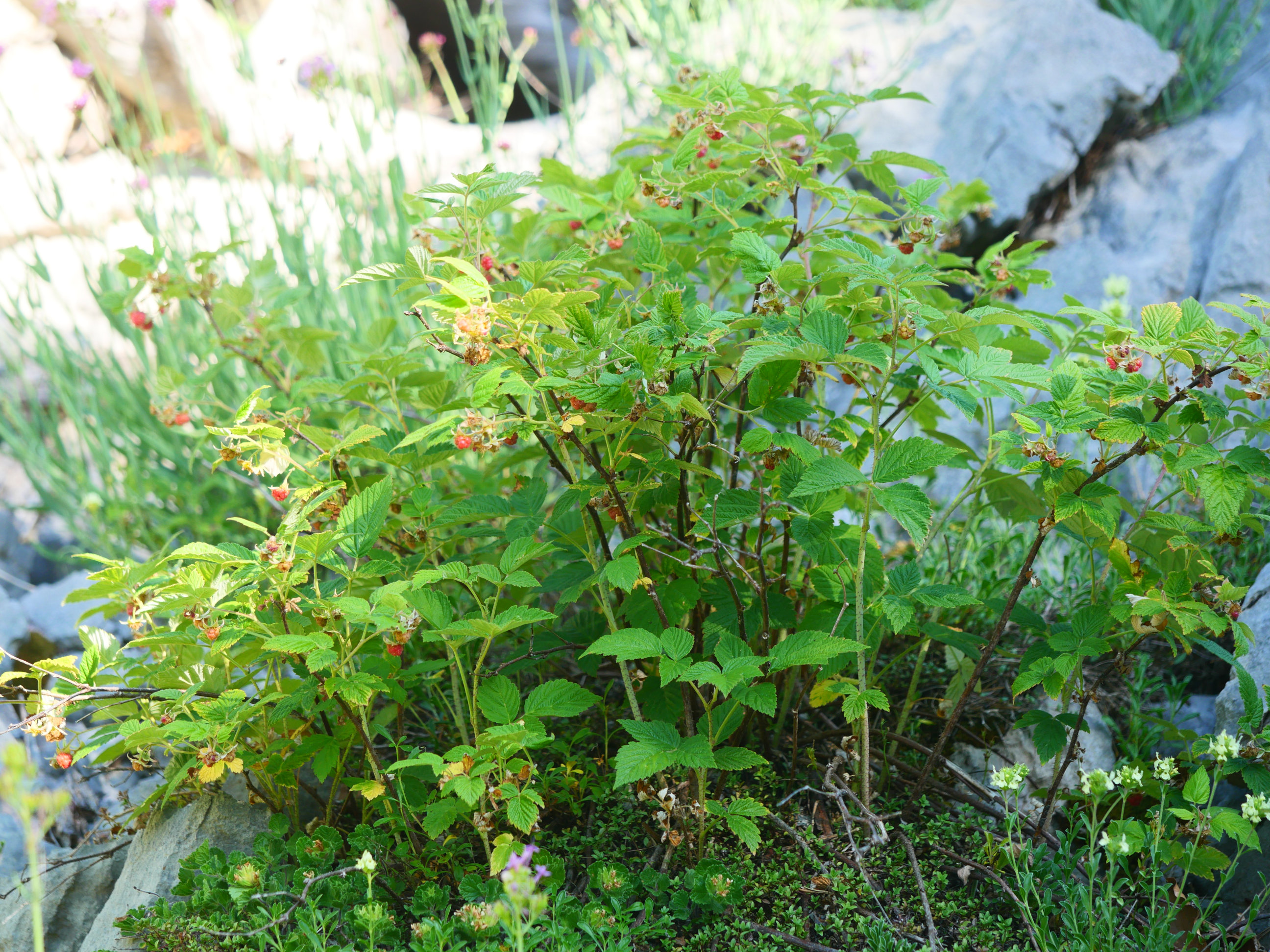 Rubus idaeus, mugurdiondoa