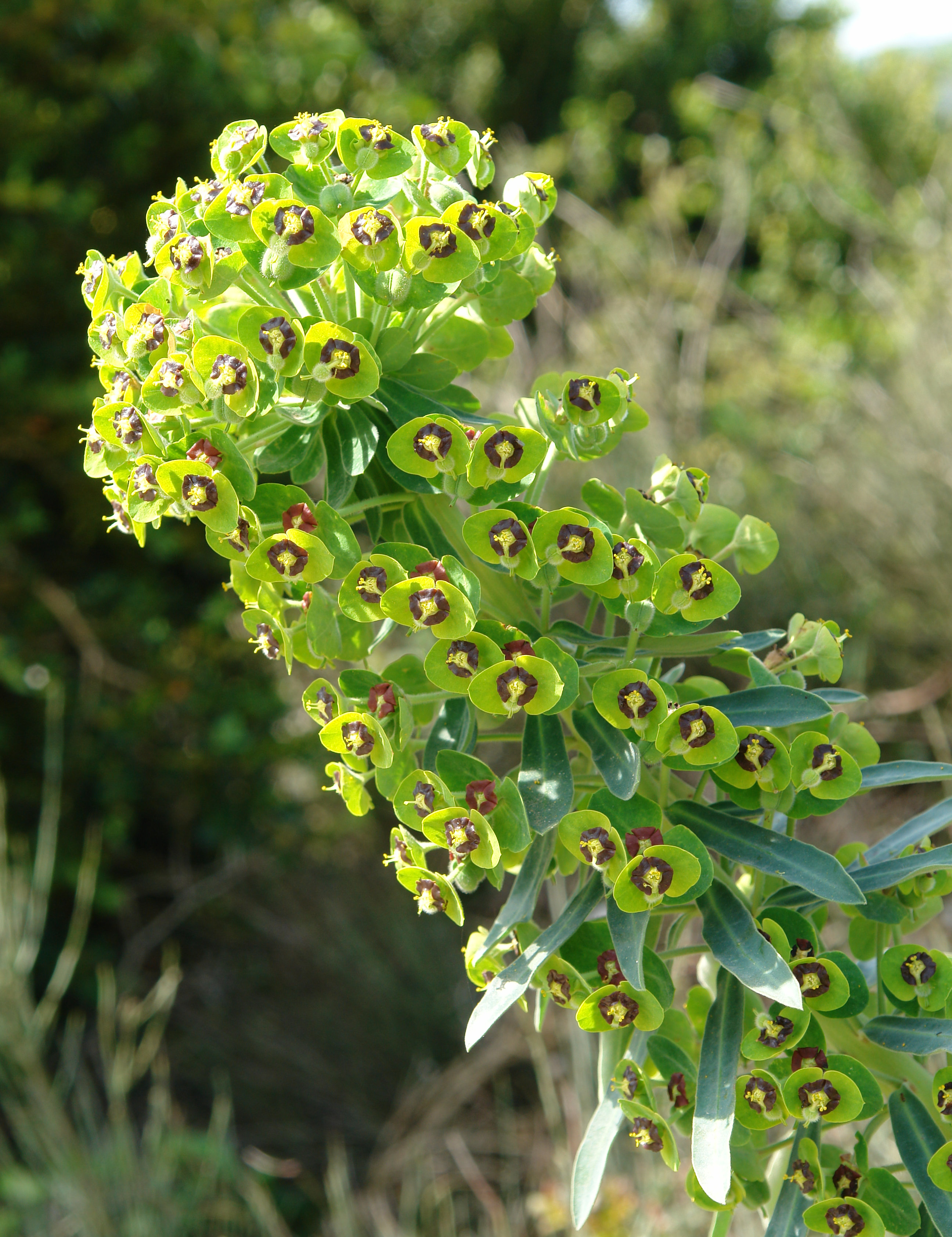 Euphorbia characias Etxauri aldean