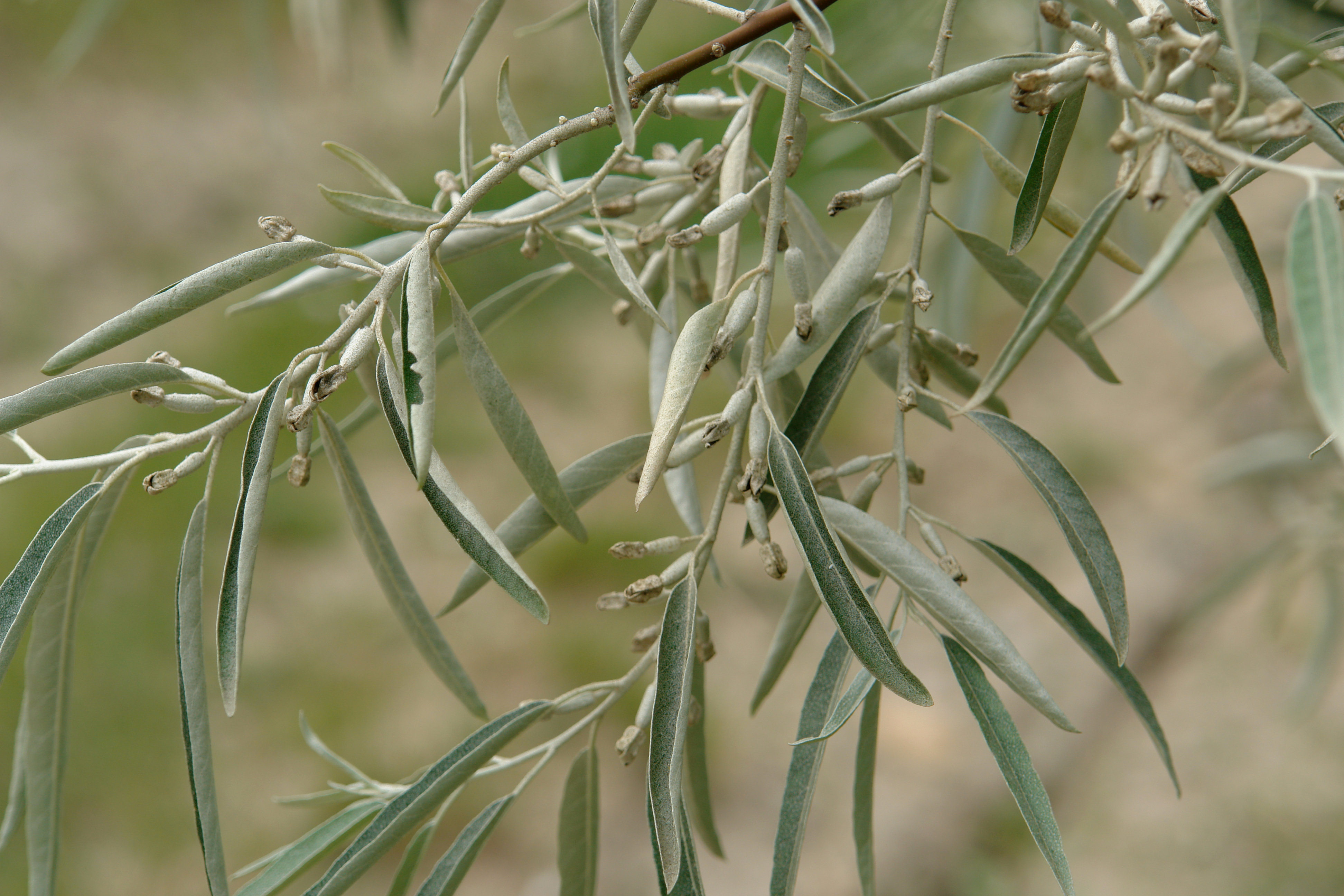 Elaeagnus angustifolia, Undio herriaren inguruetan