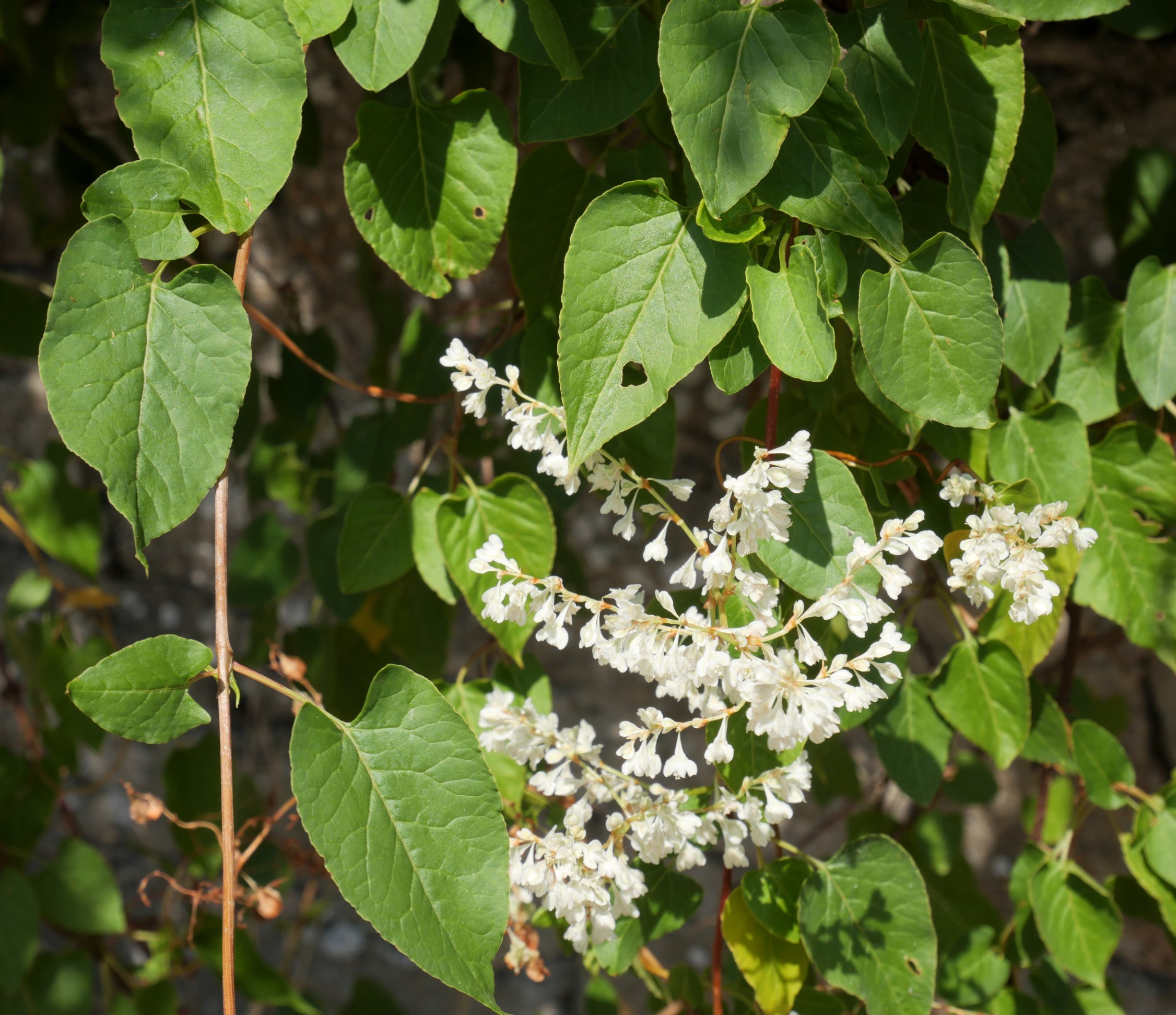 Fallopia aubertii, Aizpun herriko etxe baten atarian