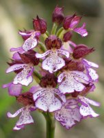 Orkidea basoan