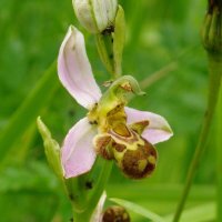 Erle-lorea (Ophrys apifera)