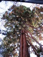 Sequoiadendron giganteum Iruñan