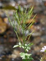 Cardamine raphanifolia, Oiartzun
