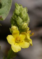Verbascum thapsus, Aralar, abuztuan