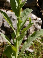 Verbascum thapsus, Aralar, abuztuan