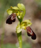 Ophrys vasconica, Ilarduia aldean