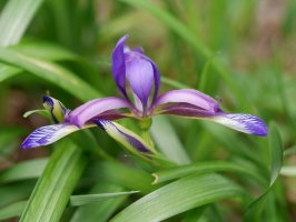 Iris graminea, Irurtzun aldean