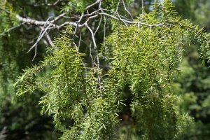 Juniperus oxycedrus Perriain mendian