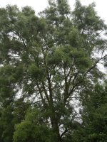 Fraxinus angustifolia Irurtzunen