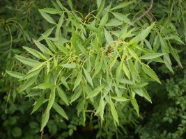 Fraxinus angustifolia Irurtzunen