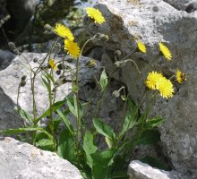 Hieracium cerinthoides Aralarren