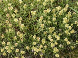 Sideritis hyssopifolia Lapazarran, abuztuan