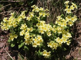 Primula elatior intricata Anayeteko iboien inguruan