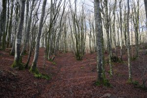 Larraintzartik Beuntzako Gainera igotzen den bidea, goiko lepora gerturatzen