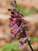 Corydalis cava Saldisgain gailurrean