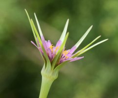 Tragopogon porrifolius Uharte Arakil aldean