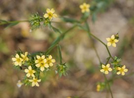 Linum strictum Garaño mendian