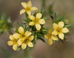 Linum strictum Garaño mendian