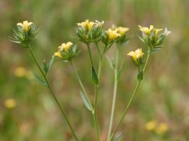 Linum strictum Garaño mendian