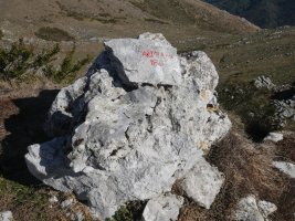 Arriolatz tontorra