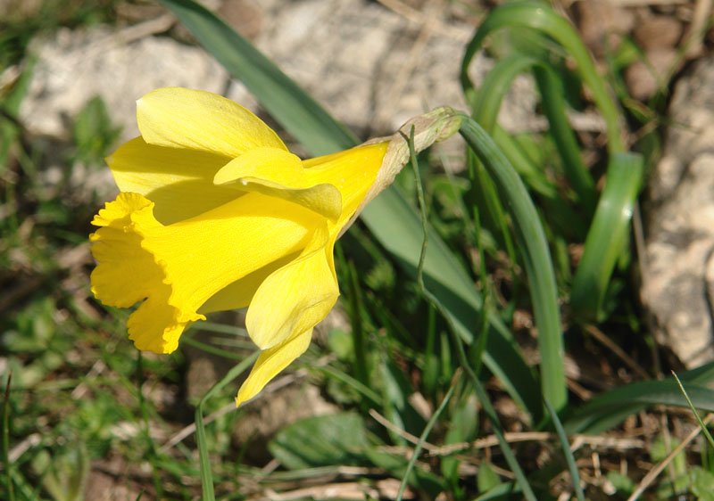 Narcissus nobilis, gotorlekuko horma baten oinean