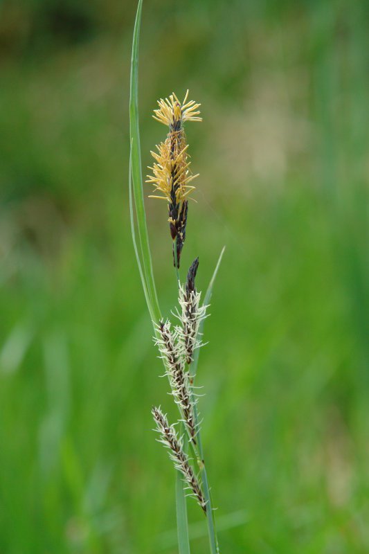 Carex generoko landare bat