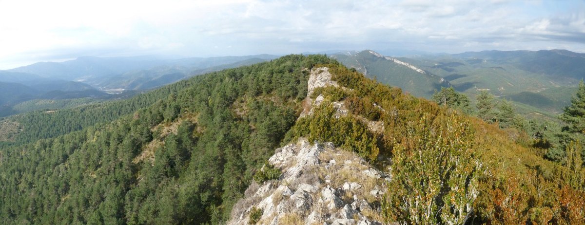 San Migelgo gandorra eta Mendibeltzeko pinudiak