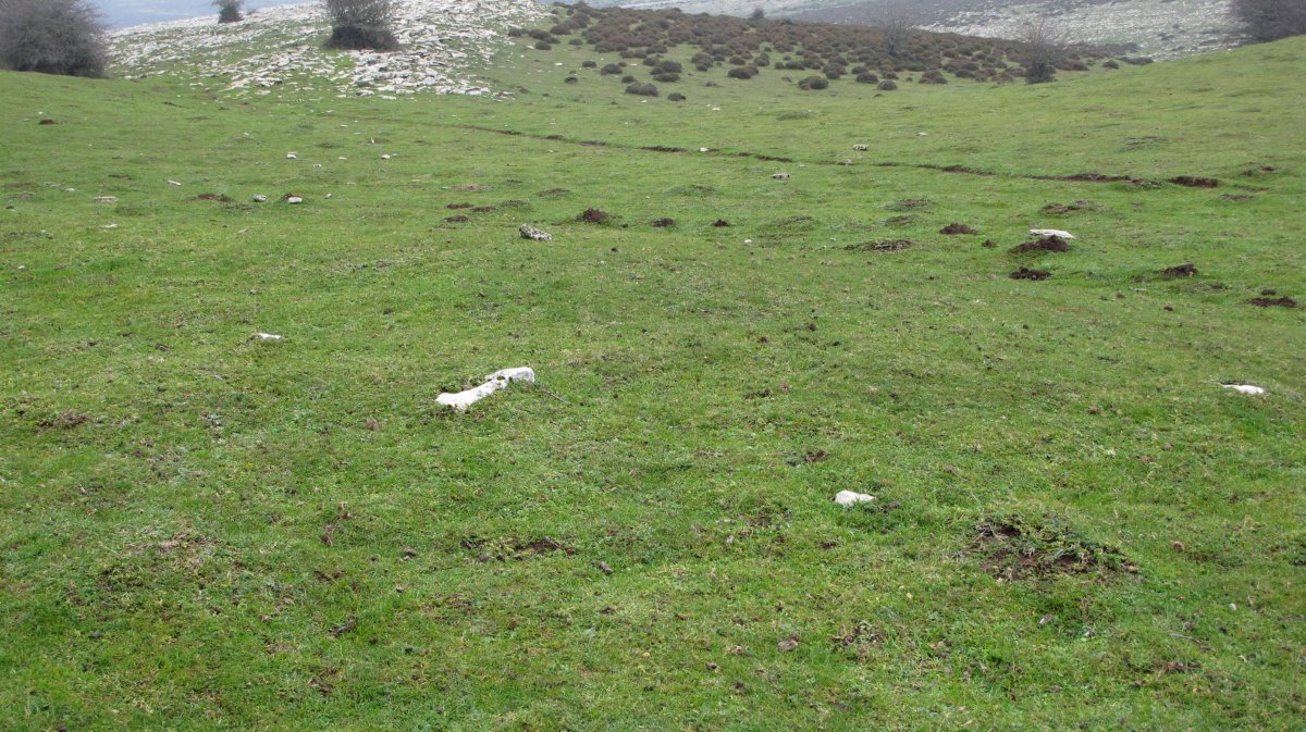 Pokapena tumulua, Andia