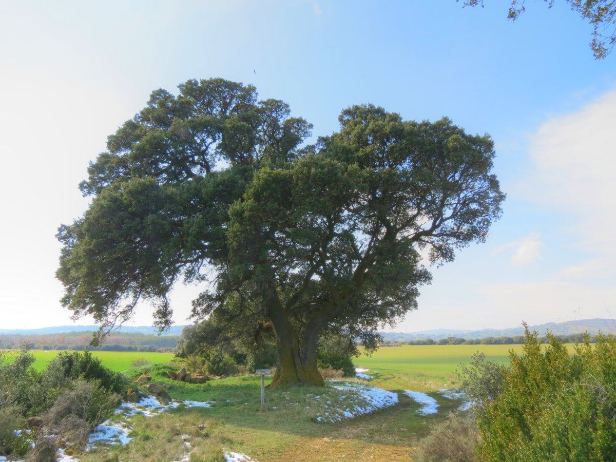 Quercus ilex