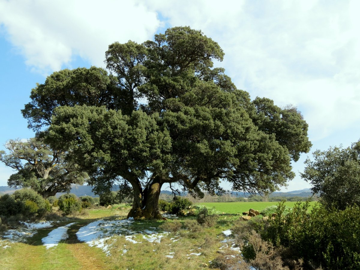 Quercus ilex