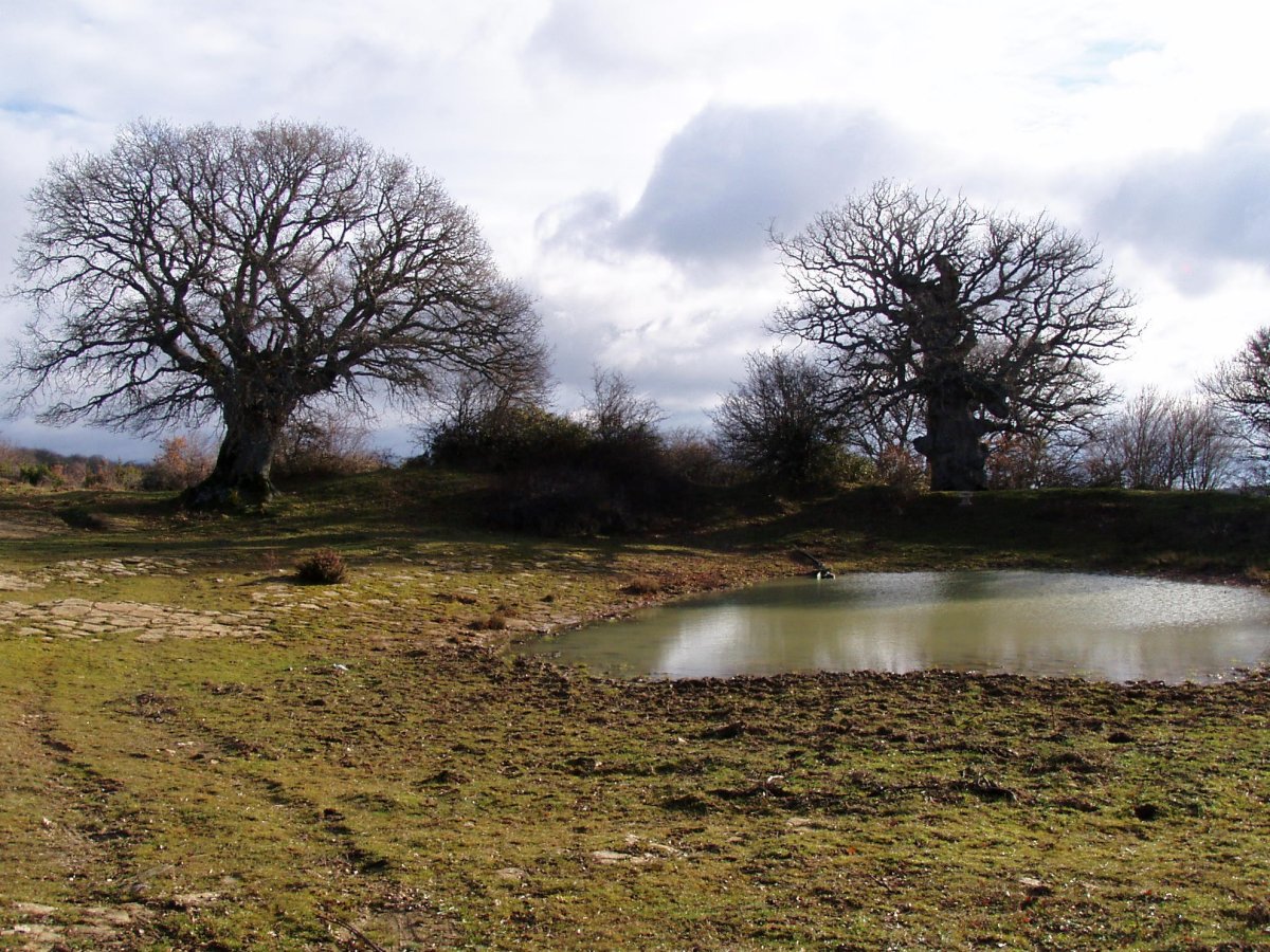 Quercus humilis