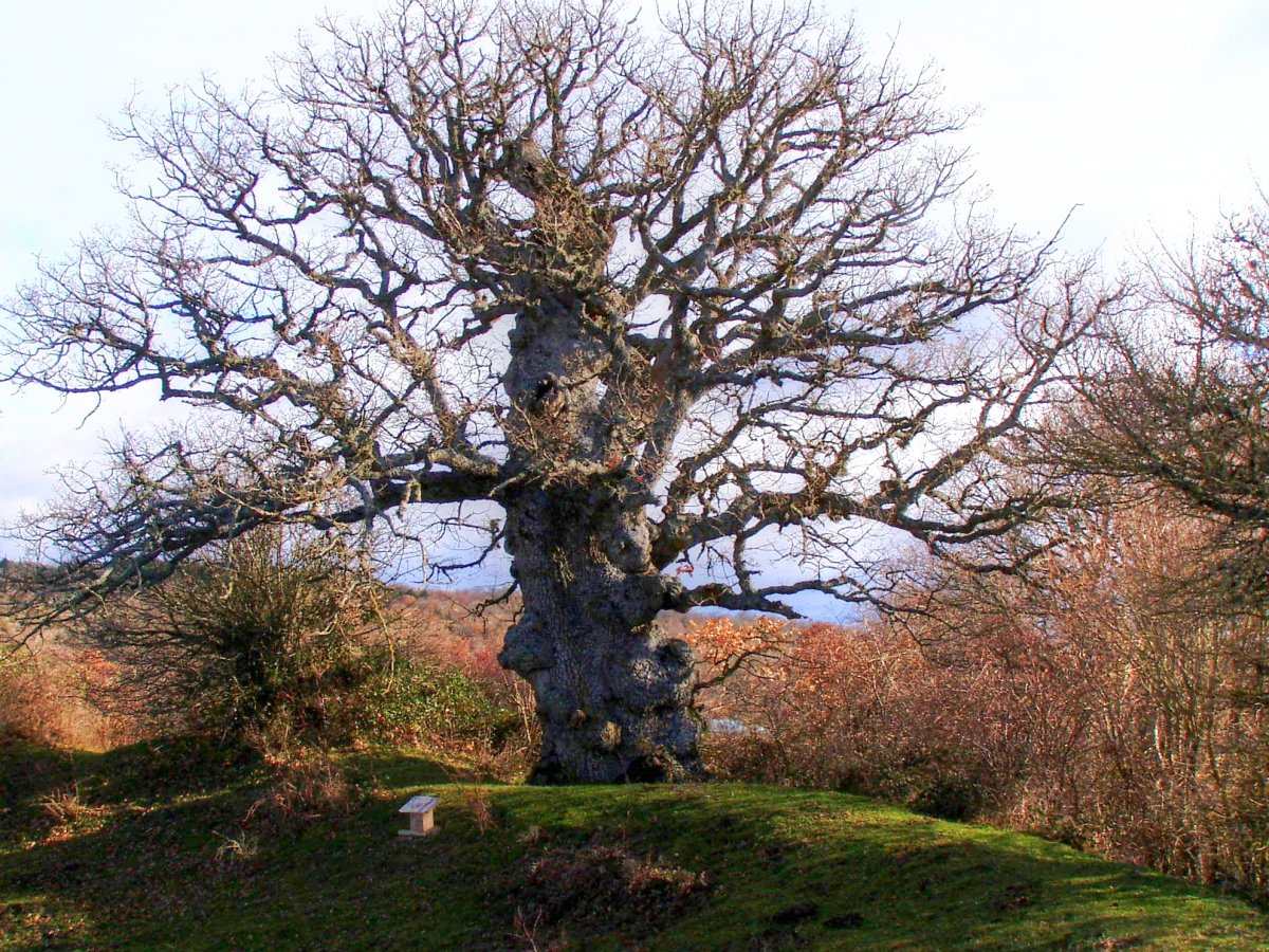 Quercus humilis