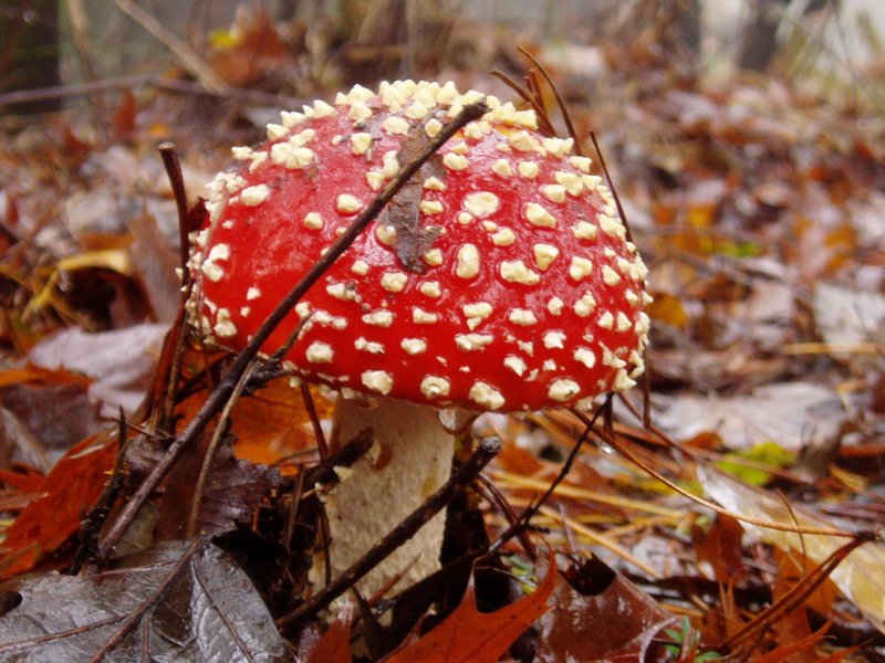 Kuleto faltsua (amanita muscaria)