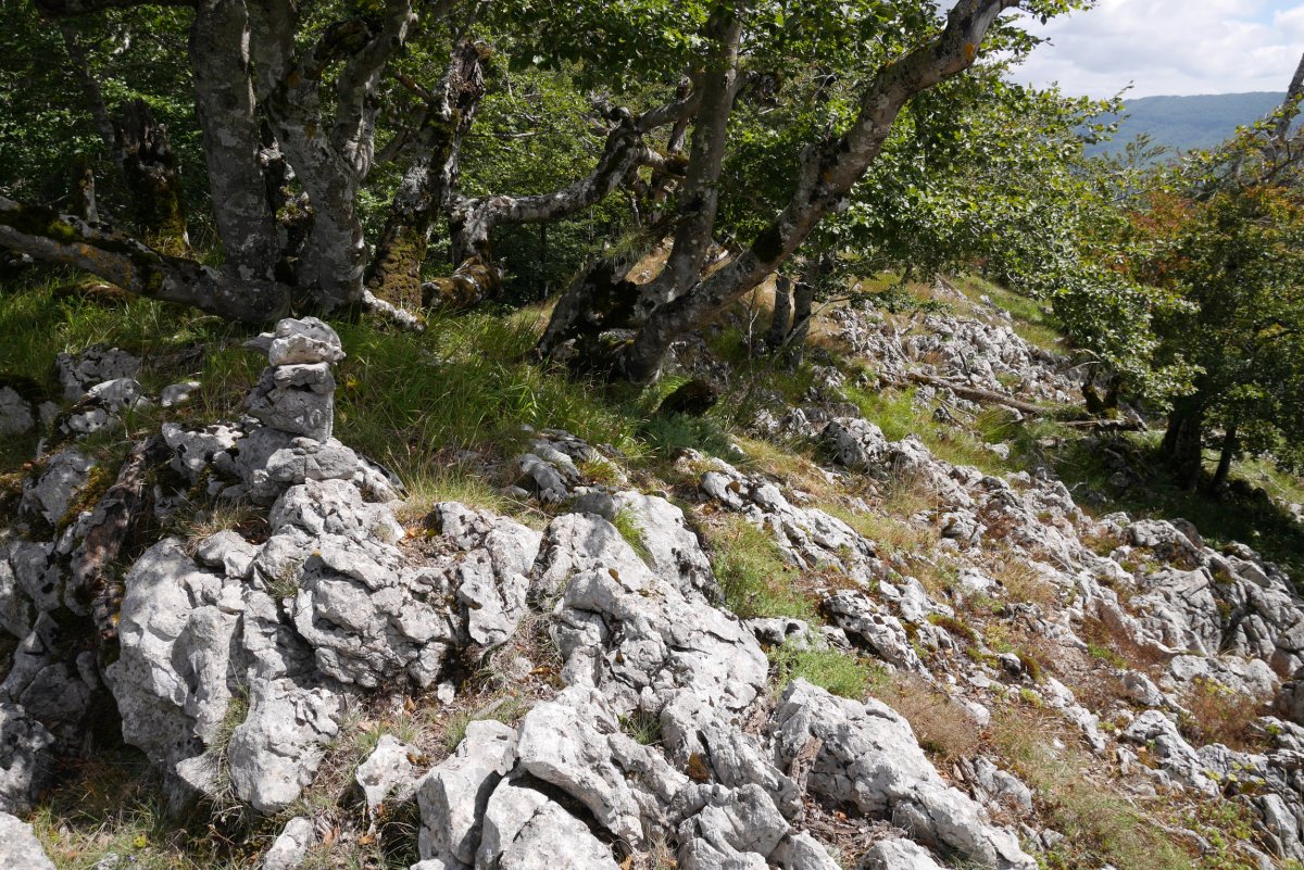 Beorkolarreko tontorreko harripila