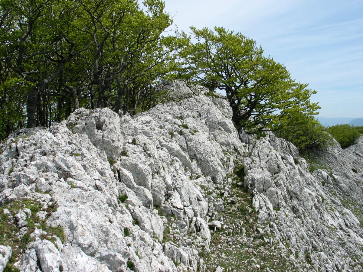 Tontorra Mendebaldetik