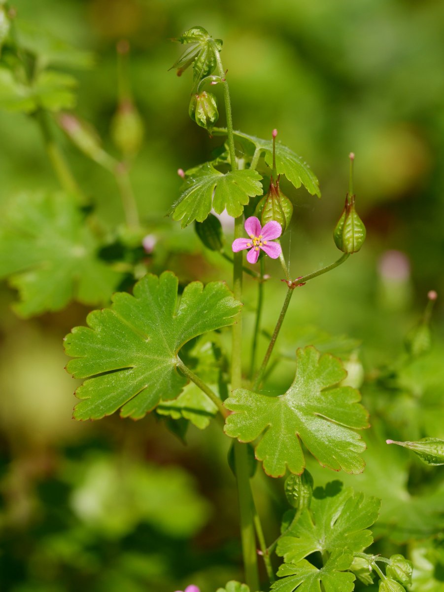 Geranium lucidum, Irurtzun aldean