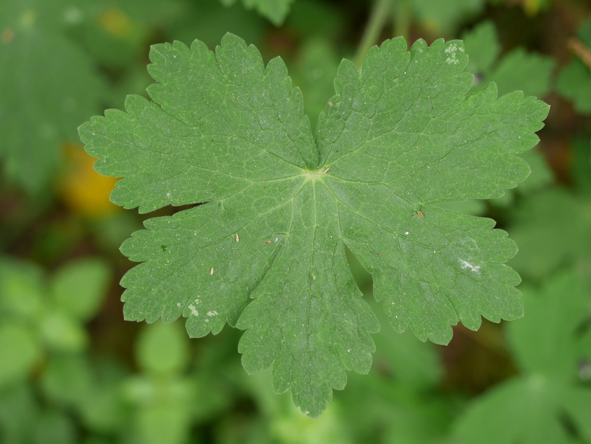 Geranium phaeum, Bidasoa aldean