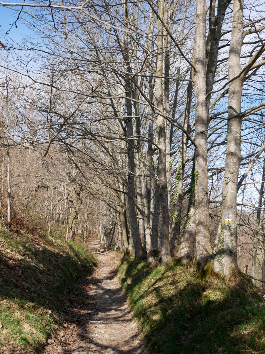 Floreagatik Berrozpinera doan bidea