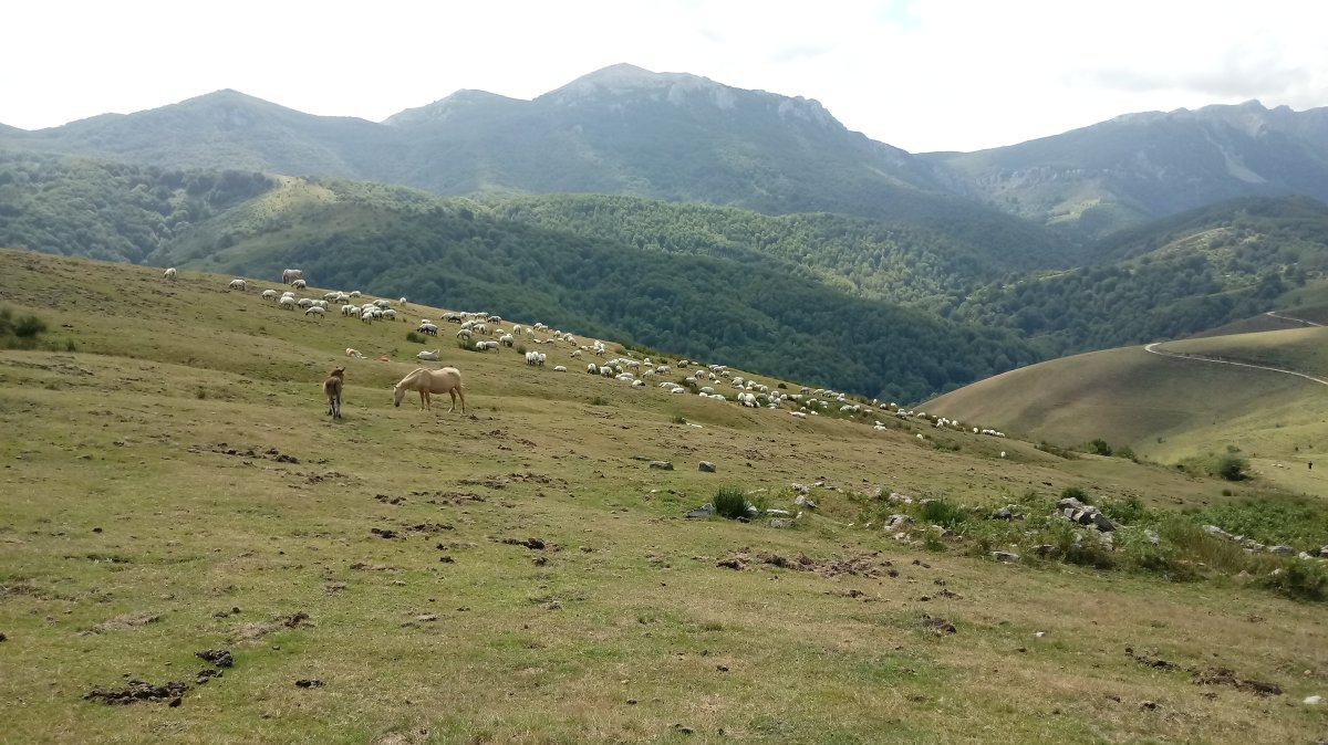 Txurrukopunta (991m) artaldea mendi magalean