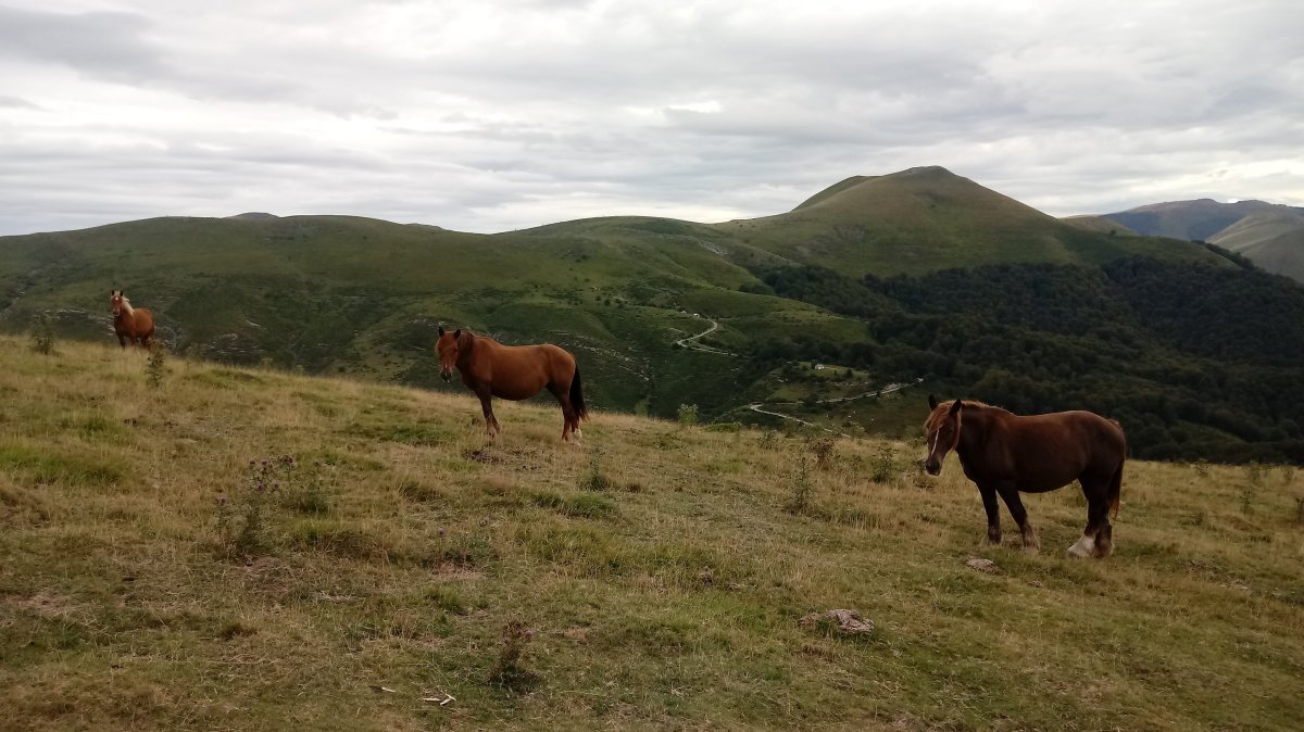 Azalegi (1164m) behorrak magalean, atzean Mendizar (1323m)