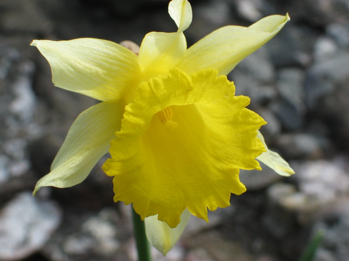 Narcissus nobilis