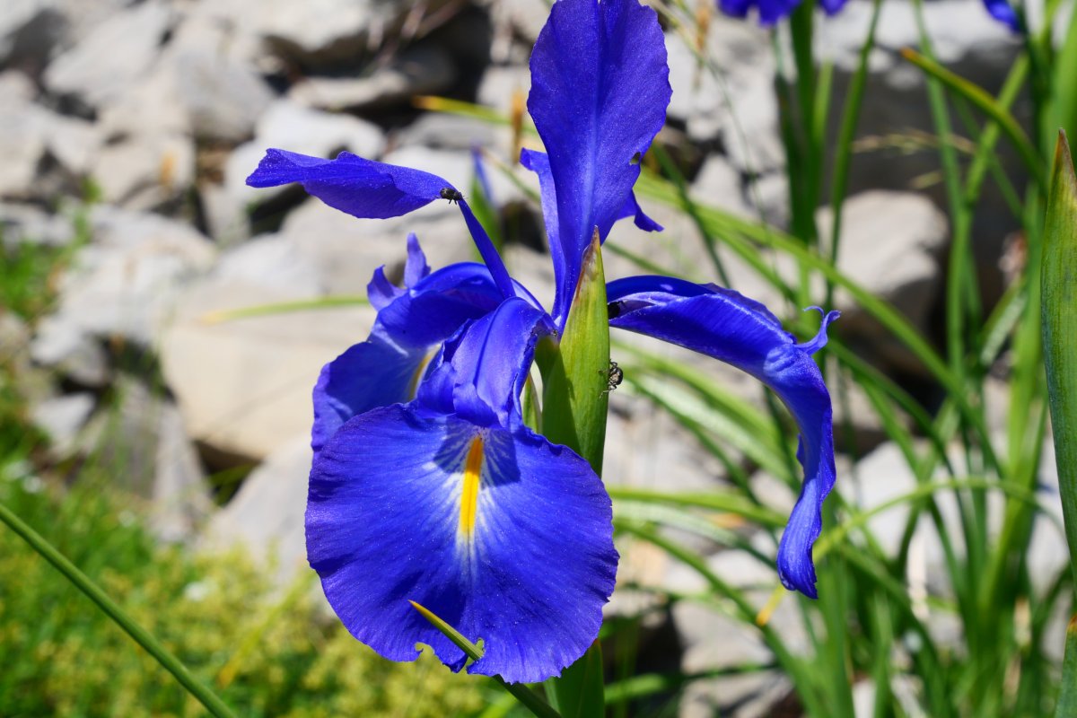 Iris latifolia, GR bidearen bazterrean