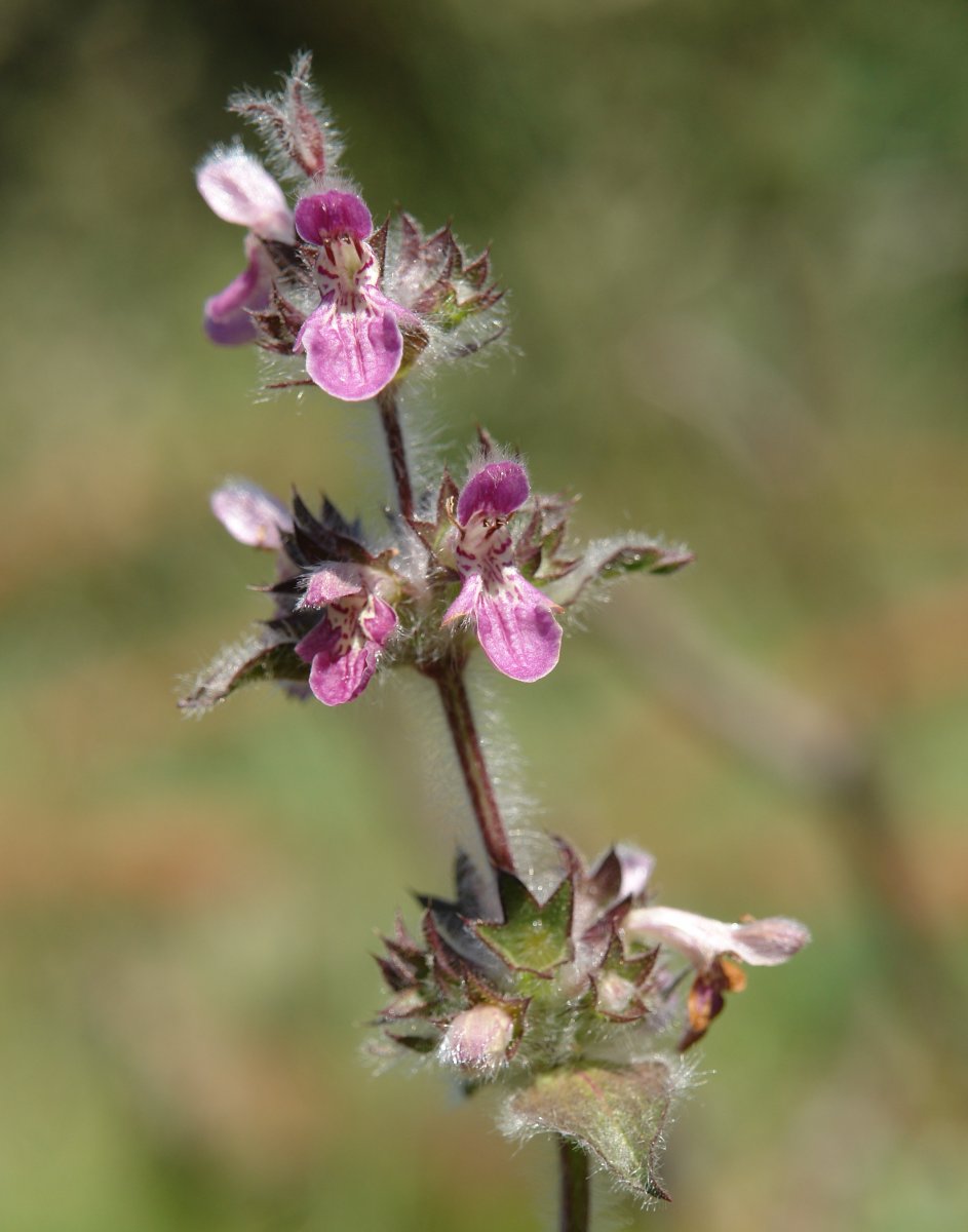 Stachys heraclea Eskintza mendian