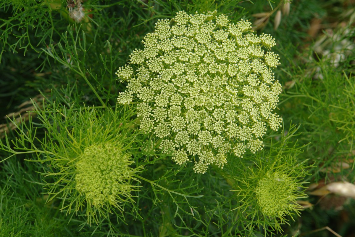 Ammi visnaga, Ekoiengo gaina mendian