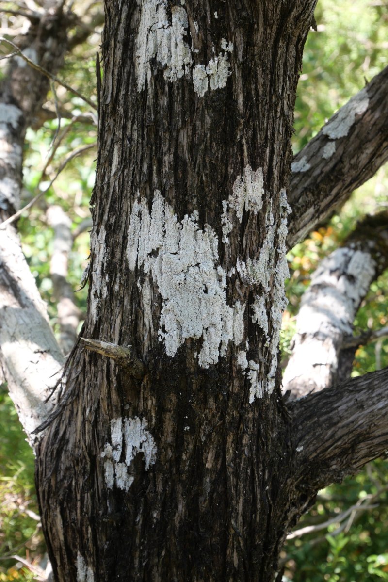 Juniperus oxycedrus Perriain mendian