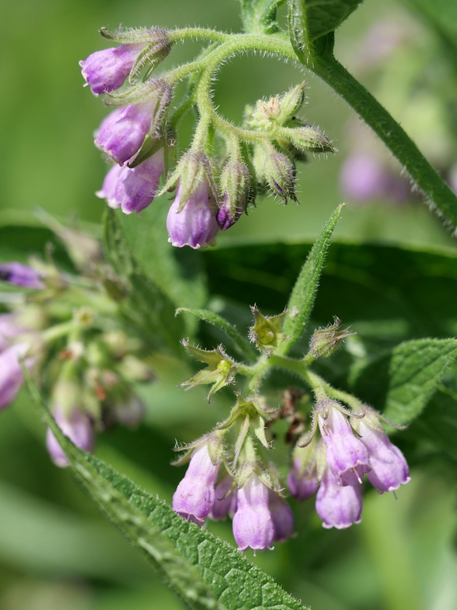 Symphytum officinale