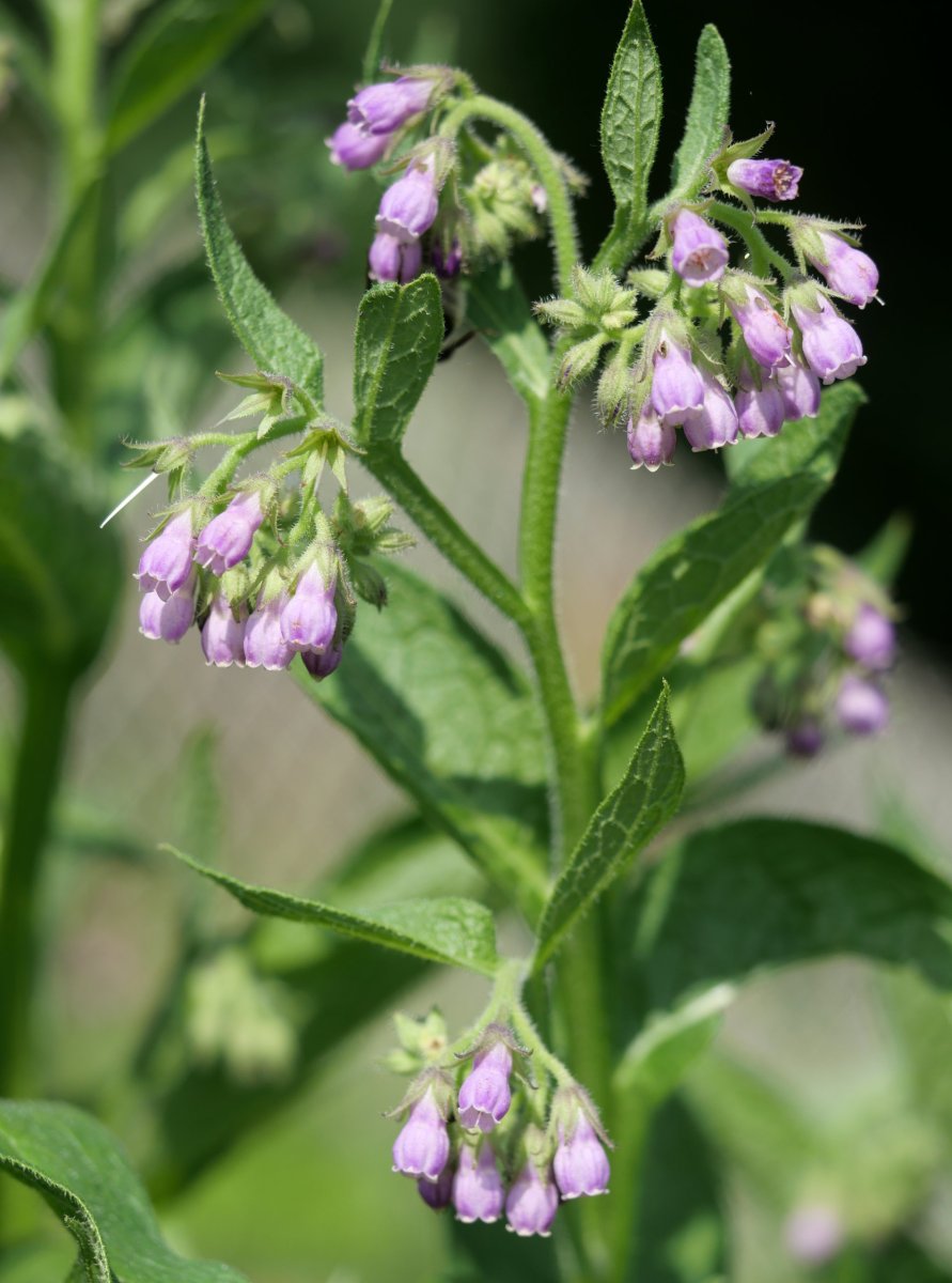 Symphytum officinale