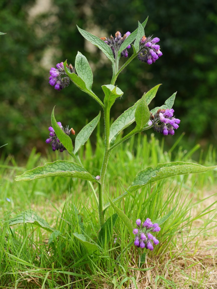 Symphytum officinale