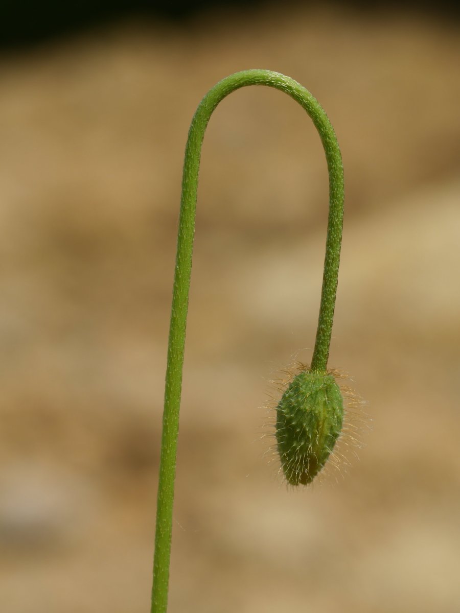 Papaver dubium, Txoritokieta aldean